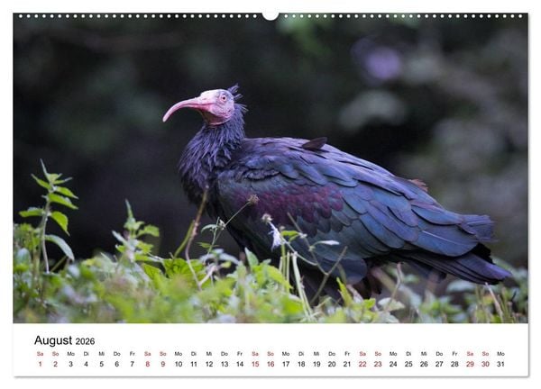 Produktbild: Der Waldrapp - Ein skurriler Vogel (Wandkalender 2026 DIN A2 quer), CALVENDO Monatskalender