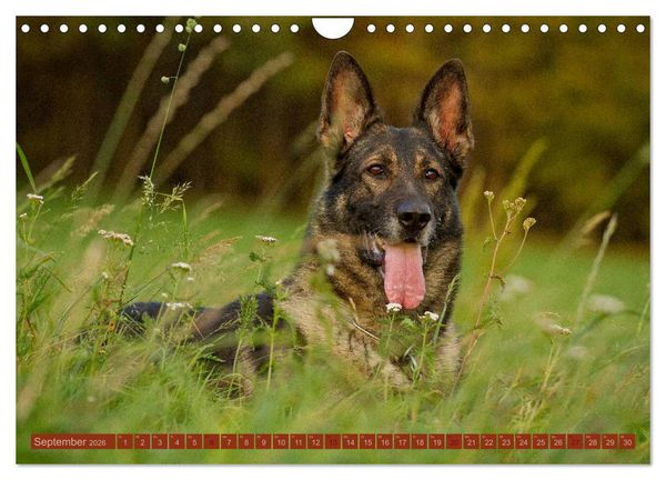 Produktbild: Faszination Hund (Wandkalender 2026 DIN A4 quer), CALVENDO Monatskalender