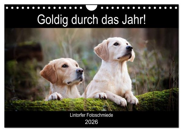 Produktbild: Goldig durch das Jahr! (Wandkalender 2026 DIN A4 quer), CALVENDO Monatskalender