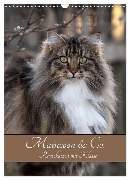 Produktbild: Maincoon & Co. - Rassekatzen mit Klasse (Wandkalender 2026 DIN A3 hoch), CALVENDO Monatskalender