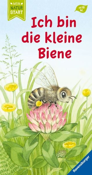 Ich bin die kleine Biene, Gebundene Ausgabe von Sandra Grimm, Ravensburger Verlag GmbH, 9783473439805