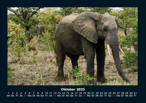 Produktbild: Elefanten 2025 Fotokalender DIN A4
