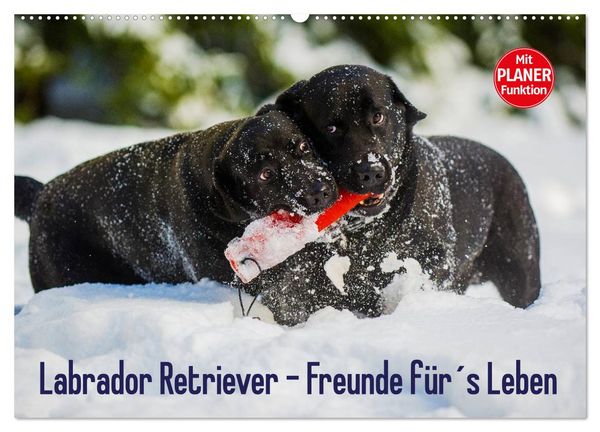Produktbild: Labrador Retriever - Freunde f&uuml;r&acute;s Leben (Wandkalender 2026 DIN A2 quer), CALVENDO Monatskalender
