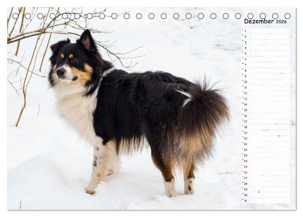 Produktbild: Geliebte Tiere auf dem Bauernhof (Tischkalender 2026 DIN A5 quer), CALVENDO Monatskalender