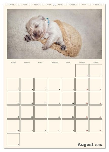 Produktbild: Zauberhafte Golden Retriever (hochwertiger Premium Wandkalender 2026 DIN A2 hoch), Kunstdruck in Hochglanz