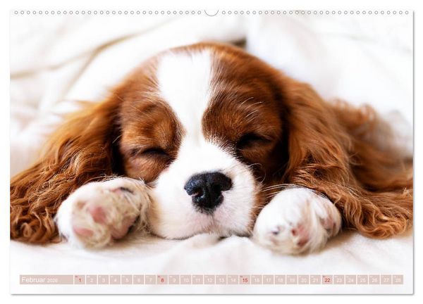 Produktbild: Der Welpenkalender - Cavalier King Charles Spaniel (hochwertiger Premium Wandkalender 2026 DIN A2 quer), Kunstdruck in Hochglanz
