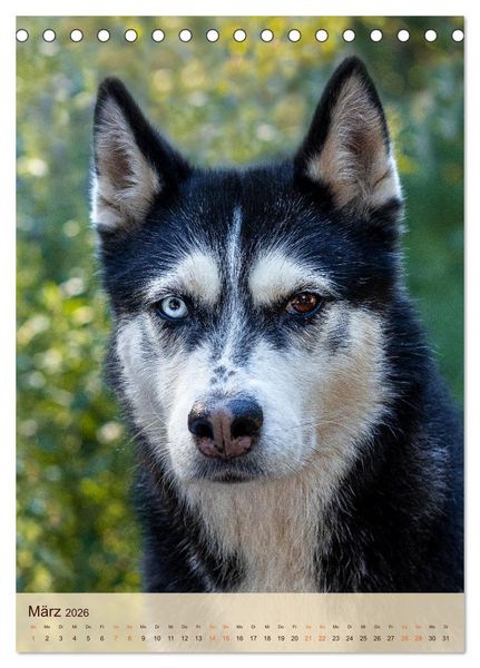 Produktbild: Im Husky-Rudel (Tischkalender 2026 DIN A5 hoch), CALVENDO Monatskalender