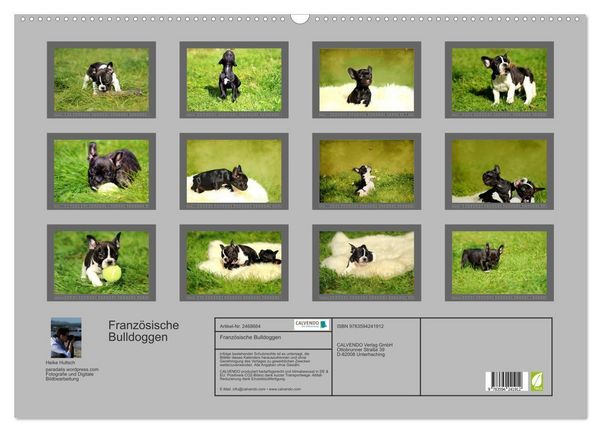 Produktbild: Franz&ouml;sische Bulldoggen (Wandkalender 2027 DIN A2 quer), CALVENDO Monatskalender