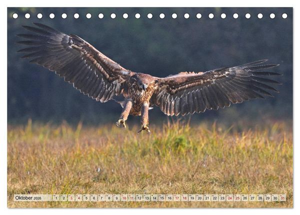 Produktbild: Majest&auml;tische Seeadler (Tischkalender 2026 DIN A5 quer), CALVENDO Monatskalender
