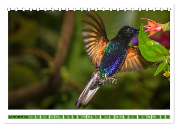 Produktbild: Kolibris; Anmut, Sch&ouml;nheit, Farben (Tischkalender 2026 DIN A5 quer), CALVENDO Monatskalender