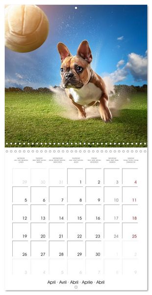 Produktbild: French Bulldogs in play frenzy (Wall Calendar 2027 12 &times; 12 Inch) CALVENDO 12 Month Wall Calendar