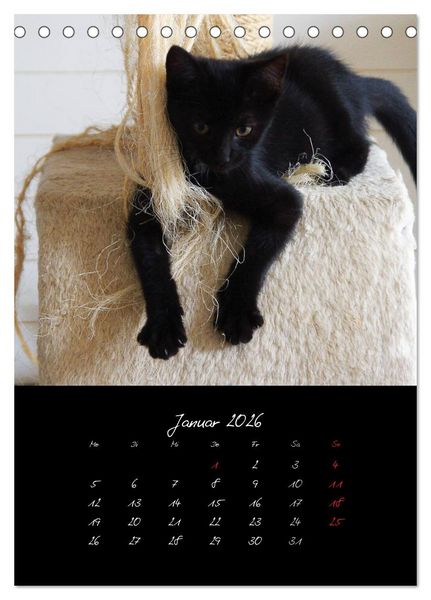 Produktbild: Katzenalltag 2026 (Tischkalender 2026 DIN A5 hoch), CALVENDO Monatskalender