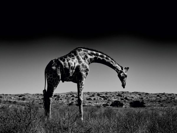 Produktbild: CALVENDO Puzzle Giraffe | 1000 Teile Lege-Gr&ouml;&szlig;e 64x48cm Foto-Puzzle f&uuml;r gl&uuml;ckliche Stunden