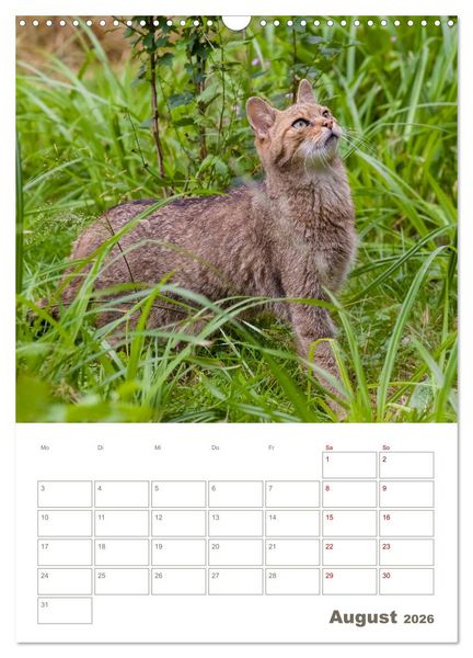 Produktbild: Europ&auml;ische Wildkatzen - Jahresplaner (Wandkalender 2026 DIN A3 hoch), CALVENDO Monatskalender