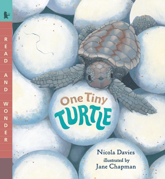 Produktbild: One Tiny Turtle