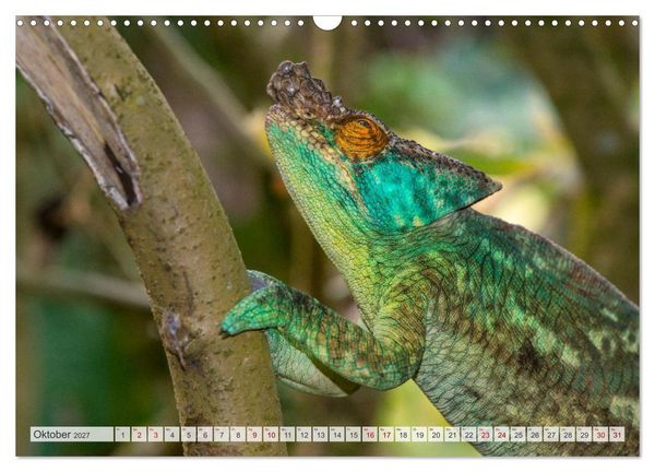 Produktbild: Drachen: Geheimnisvolles Tierreich (Wandkalender 2027 DIN A3 quer), CALVENDO Monatskalender