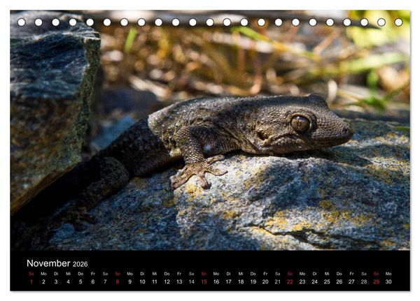 Produktbild: Reptilienkalender 2026 (Tischkalender 2026 DIN A5 quer), CALVENDO Monatskalender