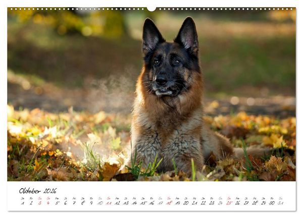 Produktbild: Deutsche Sch&auml;ferhunde - Traumhunde (hochwertiger Premium Wandkalender 2026 DIN A2 quer), Kunstdruck in Hochglanz