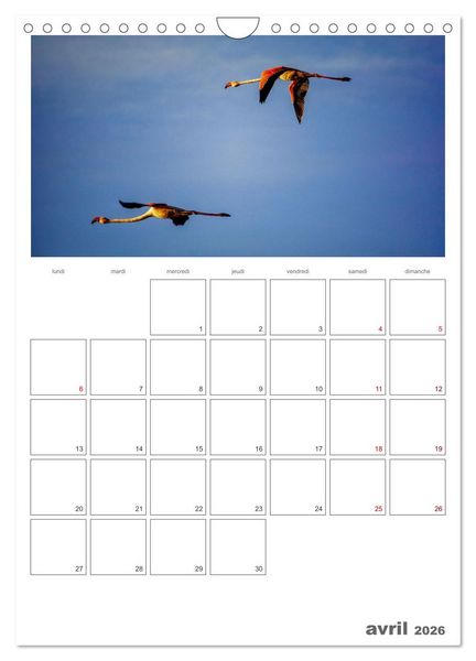 Produktbild: Notre nature sauvage, oiseaux aquatiques d'Europe (Calendrier mural 2026 DIN A4 horizontal), CALVENDO calendrier mensuel