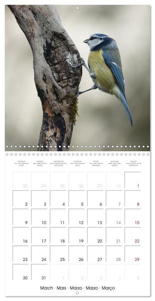 Produktbild: M&eacute;sange bleue en G&acirc;tinais (Calendrier mural carr&eacute; 2026 30x30 cm) Calendrier double avec une page pour vos prises de notes