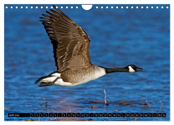 Produktbild: KANADA-GANS - Der 'hupende' Vogel (Wandkalender 2026 DIN A4 quer), CALVENDO Monatskalender
