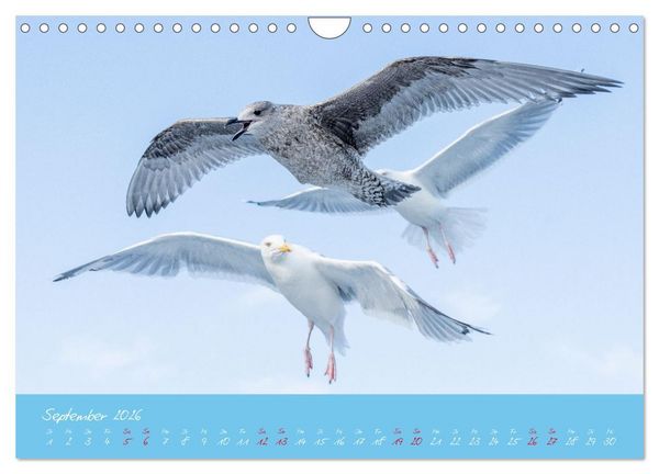 Produktbild: M&ouml;wen die Begleiter an Meer und See (Wandkalender 2026 DIN A4 quer), CALVENDO Monatskalender