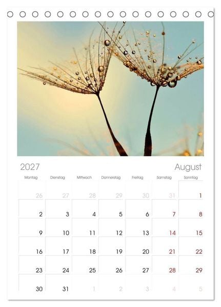 Produktbild: Tischplaner 2027 - Naturjuwel Pusteblume (A5 Tischkalender zum Aufstellen) CALVENDO