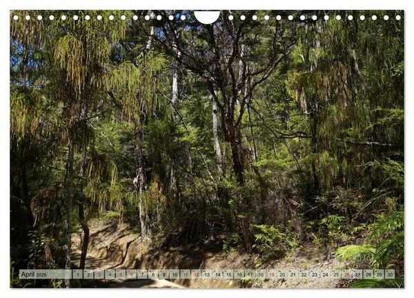 Produktbild: Prim&auml;rwald - Neuseeland (Wandkalender 2026 DIN A4 quer), CALVENDO Monatskalender