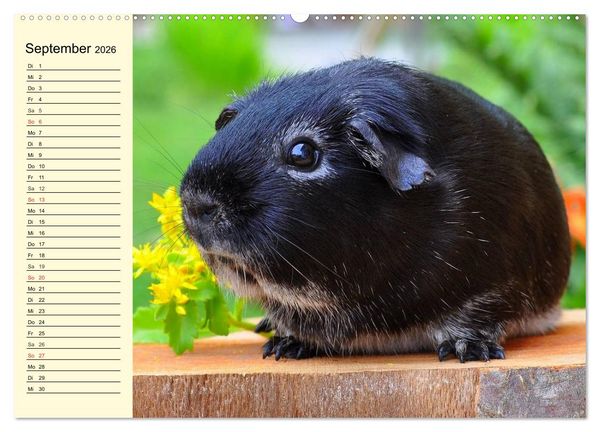 Produktbild: Meerschweinchen. Geliebte Nager (hochwertiger Premium Wandkalender 2026 DIN A2 quer), Kunstdruck in Hochglanz
