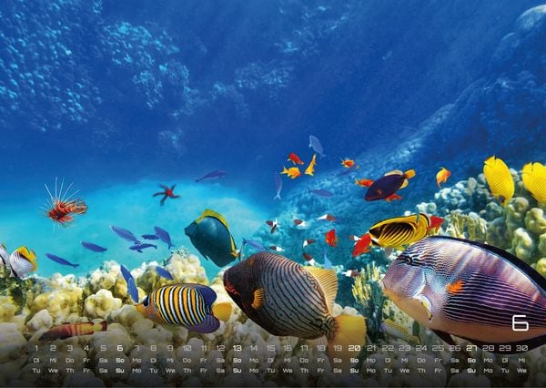Produktbild: Sealife - verborgene Tiefen - 2027 - Kalender DIN A3