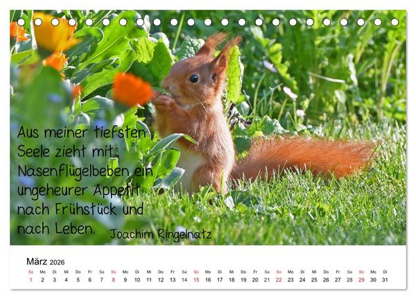 Produktbild: Der literarische Eichh&ouml;rnchen-Kalender (Tischkalender 2026 DIN A5 quer), CALVENDO Monatskalender
