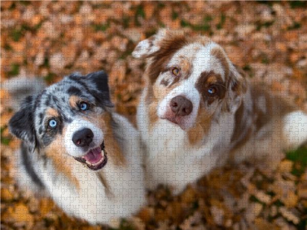Produktbild: CALVENDO Puzzle Australian Shepherds schauen erwartungsvoll in die Kamera , gibt es ein Leckerchen? 1000 Teile Lege-Gr&ouml;&szlig;e 64 x 48 cm Foto-Puzzle Bild von Annett Mirsberger