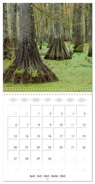 Produktbild: Mississippi Delta, Magic Swamps (Wall Calendar 2026 12 &times; 12 Inch) CALVENDO 12 Month Wall Calendar