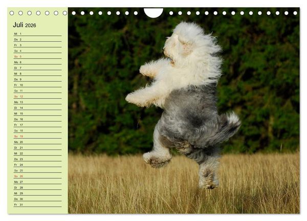 Produktbild: Traumhund Bobtail (Wandkalender 2026 DIN A4 quer), CALVENDO Monatskalender