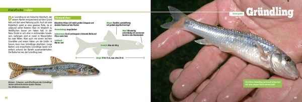 Produktbild: Angler-Lexikon der S&uuml;&szlig;wasserfische