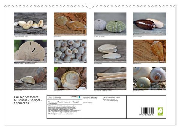 Produktbild: H&auml;user der Meere: Muscheln - Seeigel - Schnecken (Wandkalender 2026 DIN A3 quer), CALVENDO Monatskalender