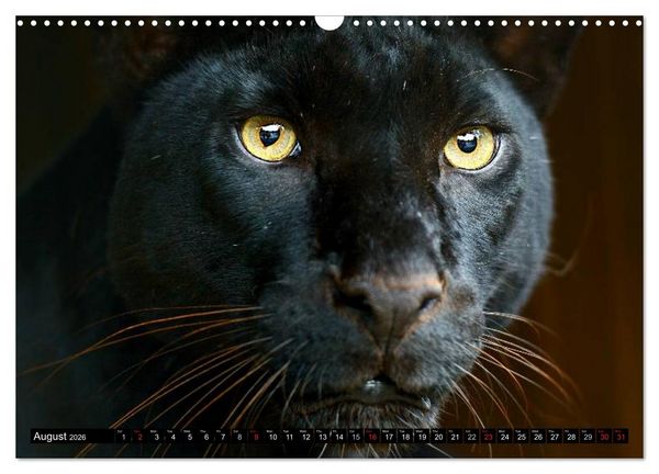 Produktbild: Big Cats &bull; Faces of the most beautiful predators (Wall Calendar 2026 DIN A3 landscape), CALVENDO 12 Month Wall Calendar