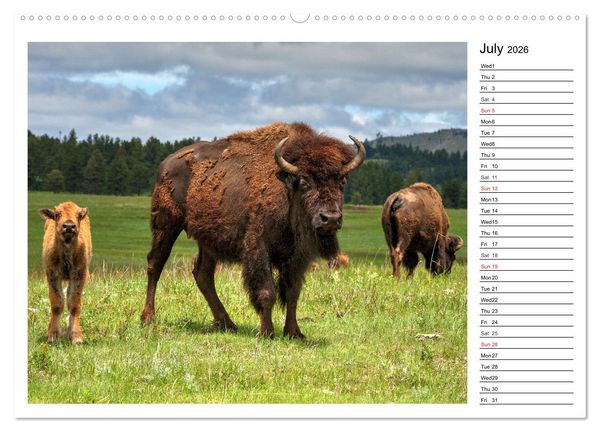 Produktbild: Bisons of North America (High Quality Premium Wall Calendar 2026 DIN A2 landscape),CALVENDO 12 Month Wall Calendar