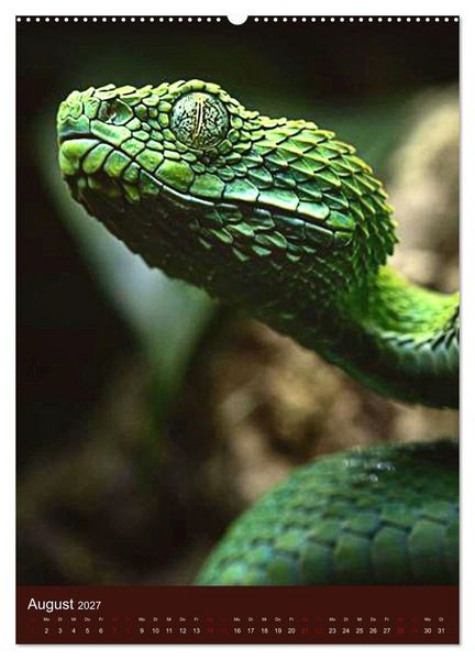 Produktbild: The Power Of Snake (Wandkalender 2027 DIN A2 hoch), CALVENDO Monatskalender