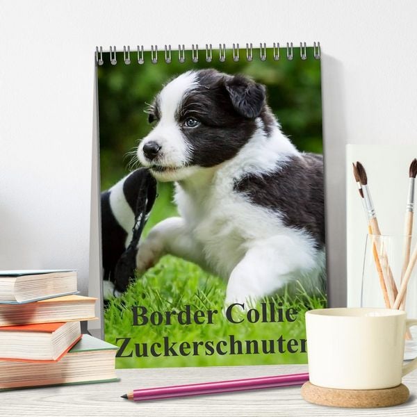 Produktbild: Border Collie Zuckerschnuten (Tischkalender 2026 DIN A5 hoch), CALVENDO Monatskalender