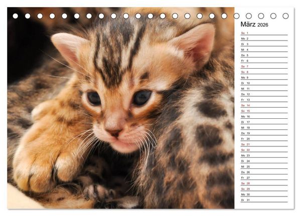 Produktbild: Bengal K&auml;tzchen - Der Geburtstagskalender (Tischkalender 2026 DIN A5 quer), CALVENDO Monatskalender