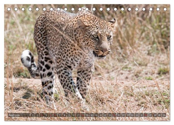 Produktbild: Raubkatzen Afrikas (Tischkalender 2026 DIN A5 quer), CALVENDO Monatskalender