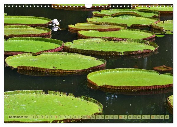 Produktbild: Tr&auml;um dich nach Mauritius (Wandkalender 2026 DIN A3 quer), CALVENDO Monatskalender