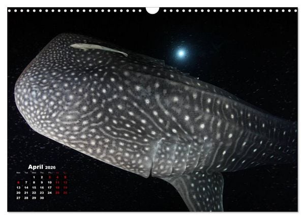 Produktbild: Magical Underwater World (Wall Calendar 2026 DIN A3 landscape), CALVENDO 12 Month Wall Calendar