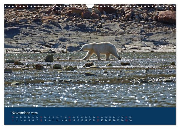 Produktbild: Das Leben der etwas "anderen" Eisb&auml;ren! (Wandkalender 2026 DIN A3 quer), CALVENDO Monatskalender