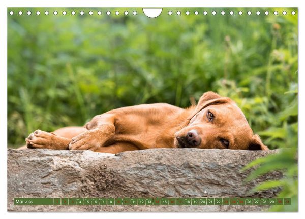 Produktbild: Labrador Trio - 3 Farben, 3 Freunde (Wandkalender 2026 DIN A4 quer), CALVENDO Monatskalender