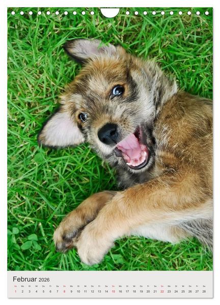 Produktbild: Hundewelpen (Wandkalender 2026 DIN A4 hoch), CALVENDO Monatskalender