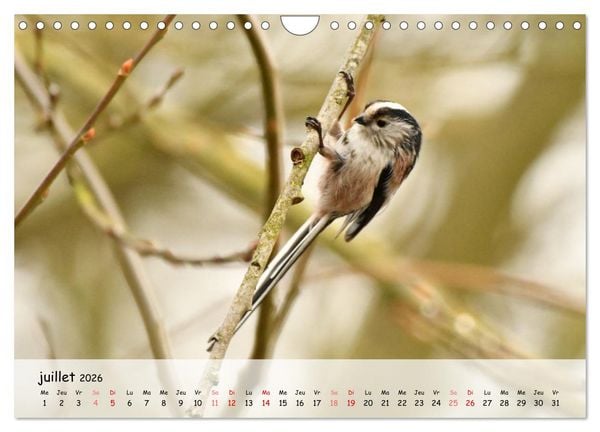 Produktbild: OISEAUX des Jardins et For&ecirc;ts (Calendrier mural 2026 DIN A4 vertical), CALVENDO calendrier mensuel