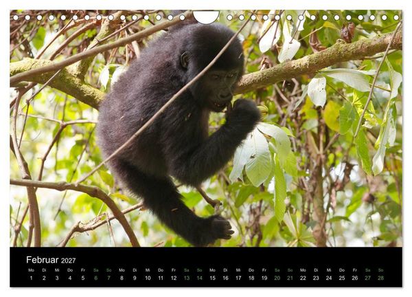Produktbild: Ugandas friedliche Berggorillas (Wandkalender 2027 DIN A4 quer), CALVENDO Monatskalender