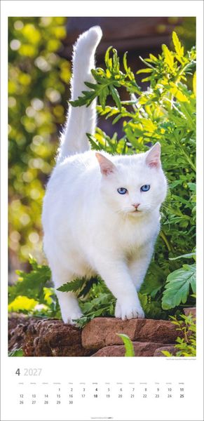Produktbild: Katzen Kalender 2027
